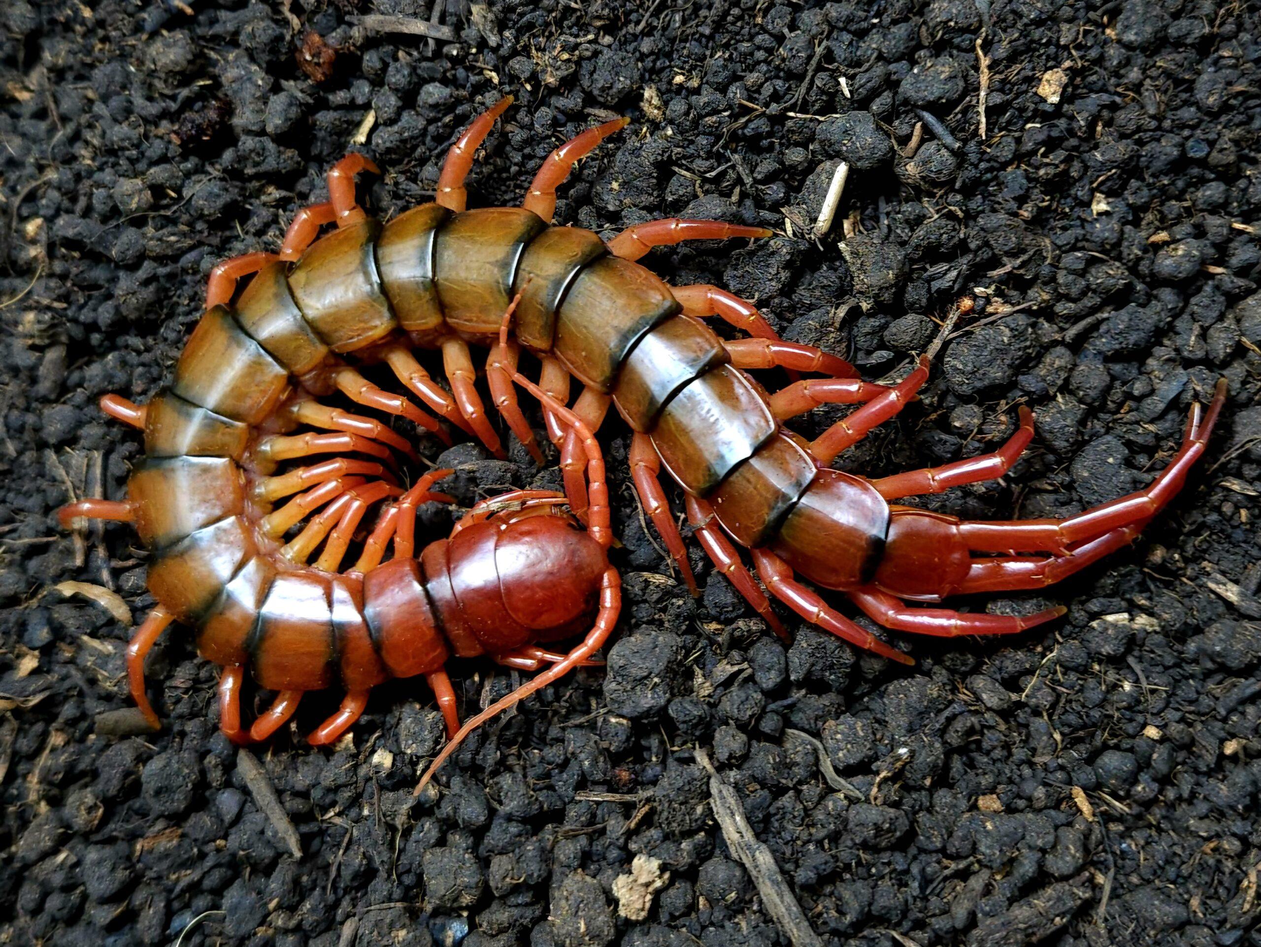 타이 체리레드 아성체