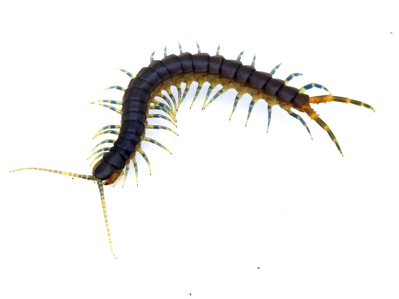 탄자니아 블루링렉 준성체 소