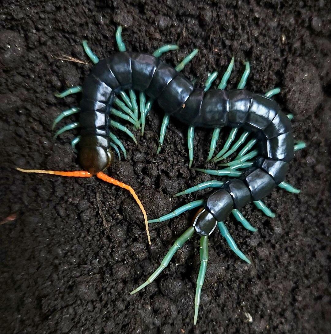 트라이컬러 민트렉 아성체