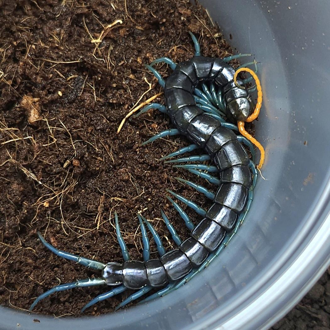 파라독사 밴드리스 알라바트 유체