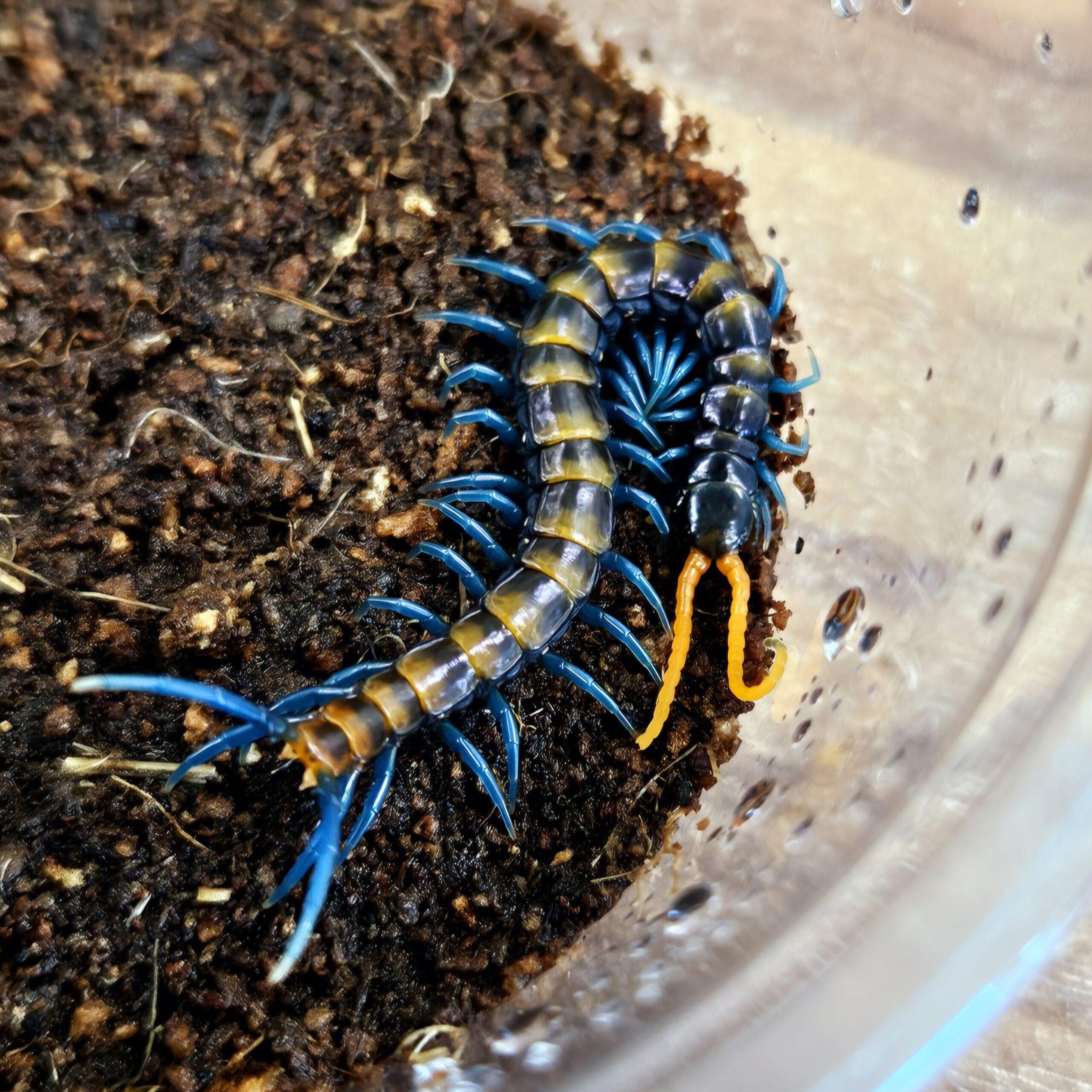 파라독사 하이랜드(오렌지밴드) 유체