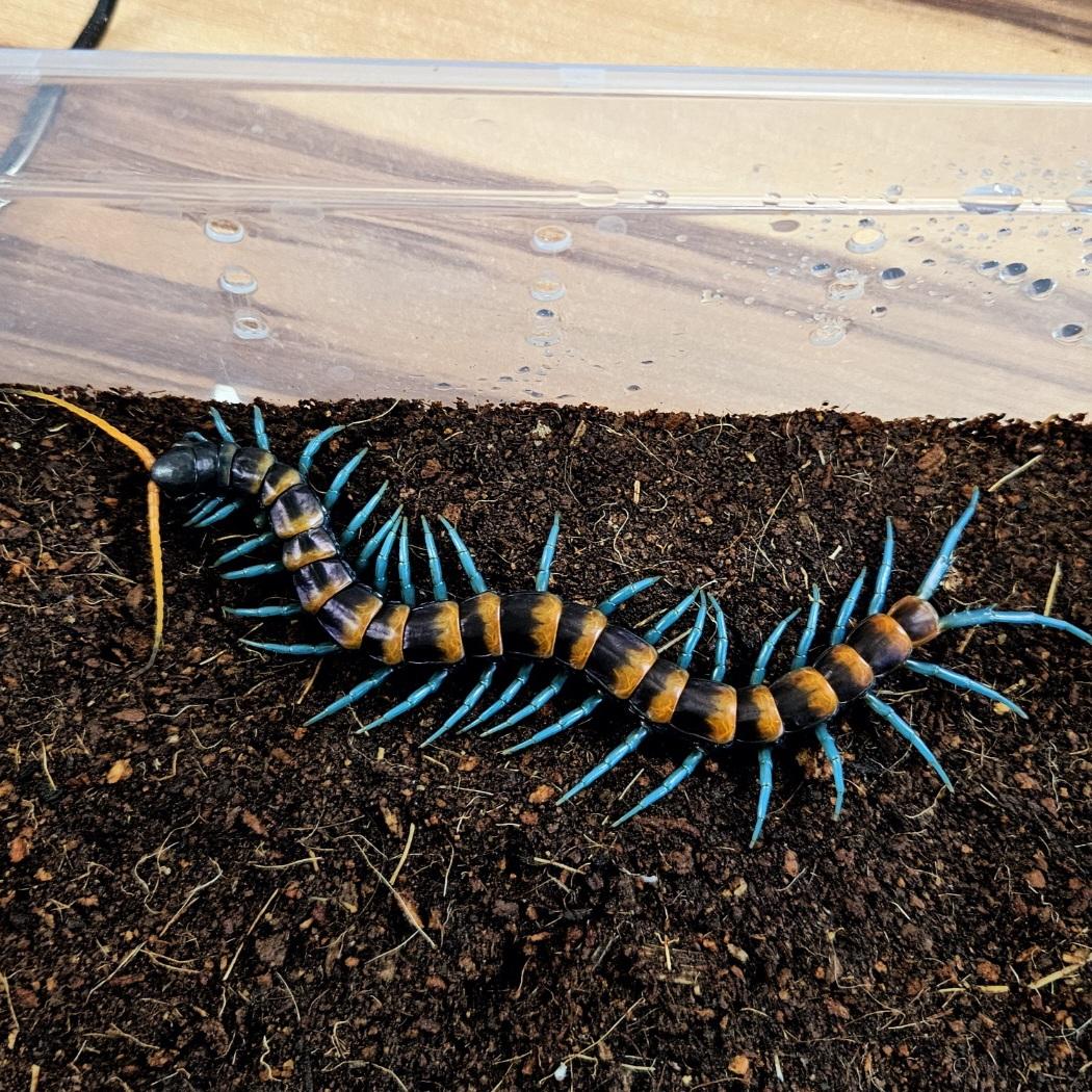 파라독사 하이랜드(오렌지밴드) 준성체