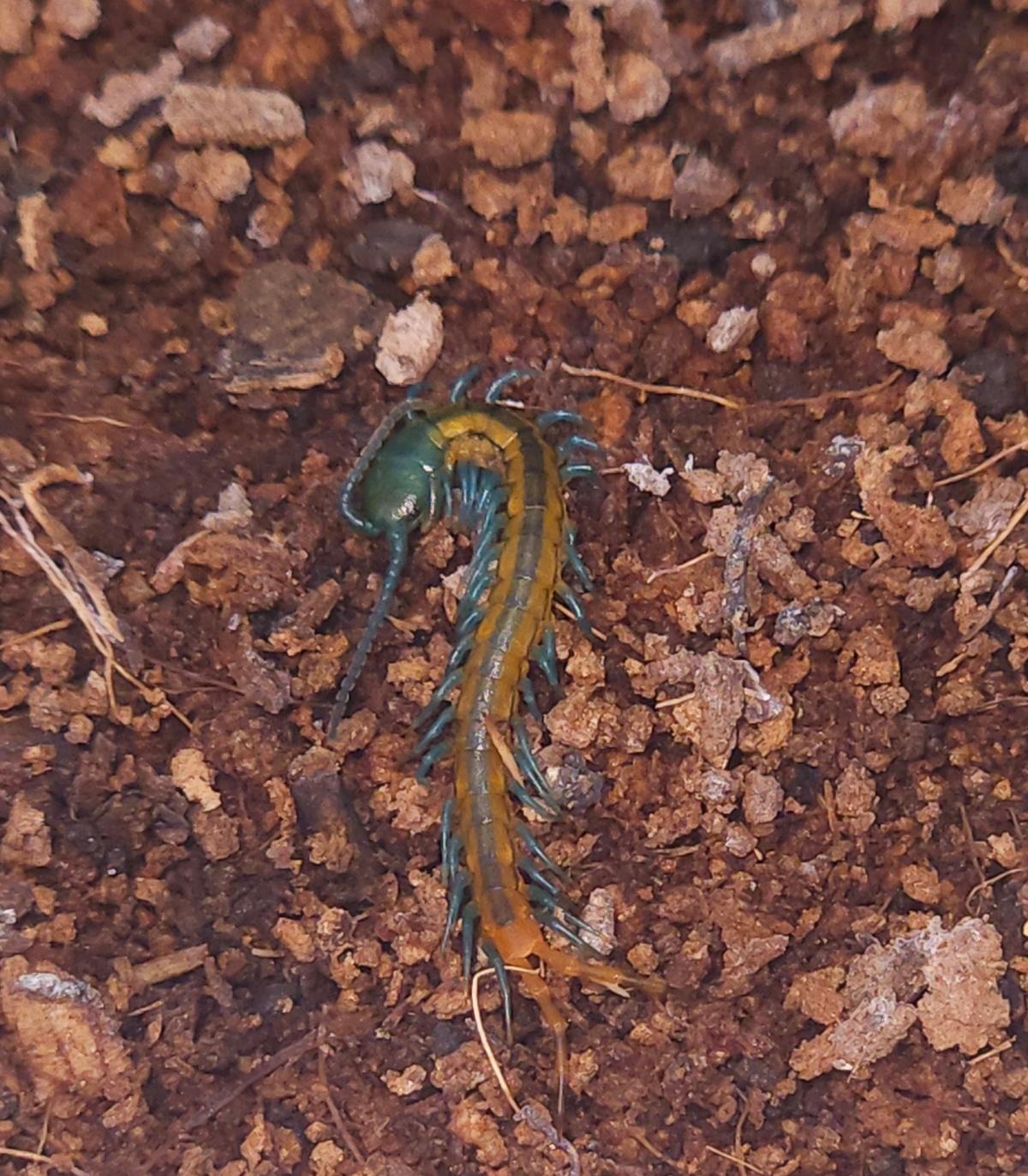 퍼시픽 자이언트 센티페드(수마트라) 유체