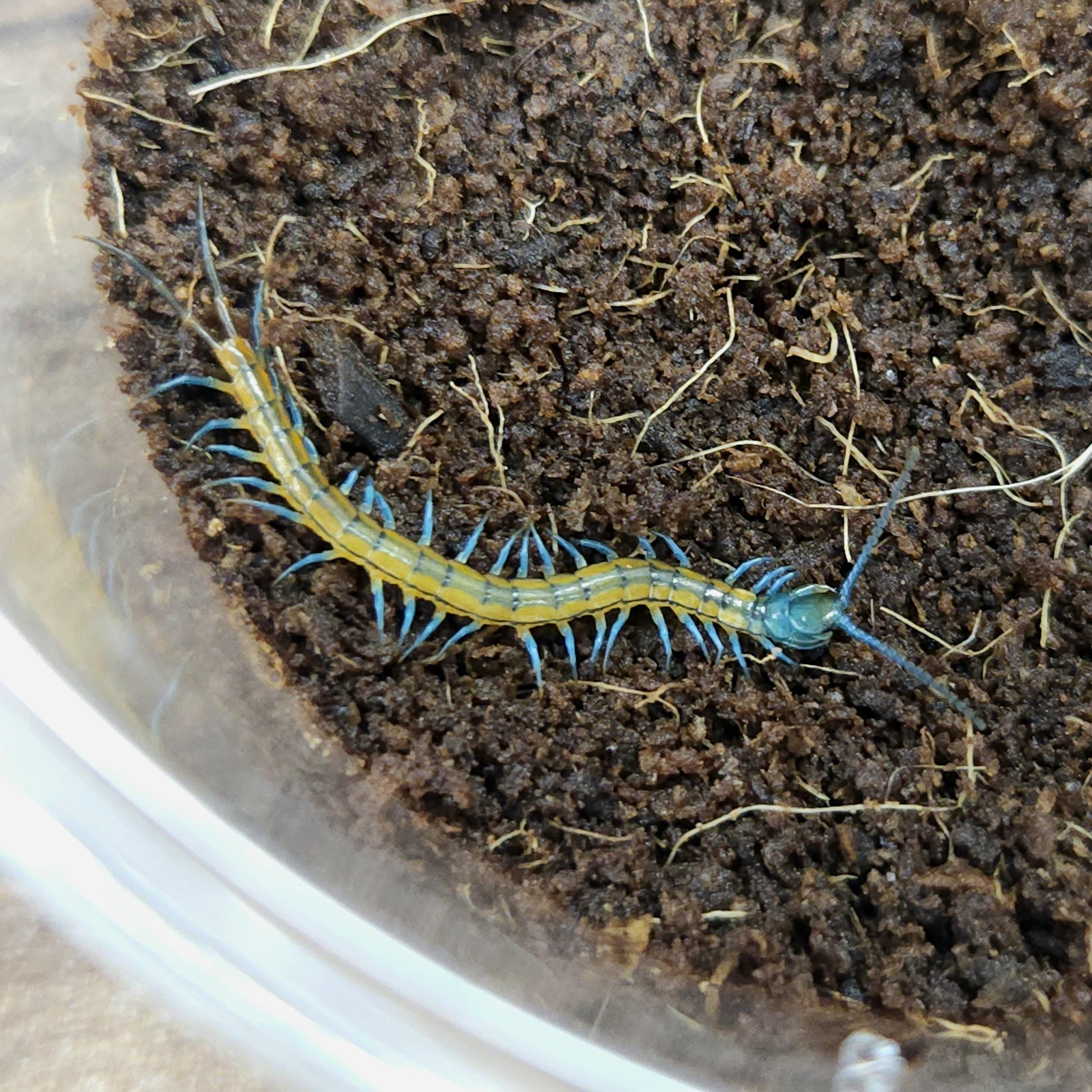 퍼시픽 자이언트 센티페드(푸꾸옥) 유체