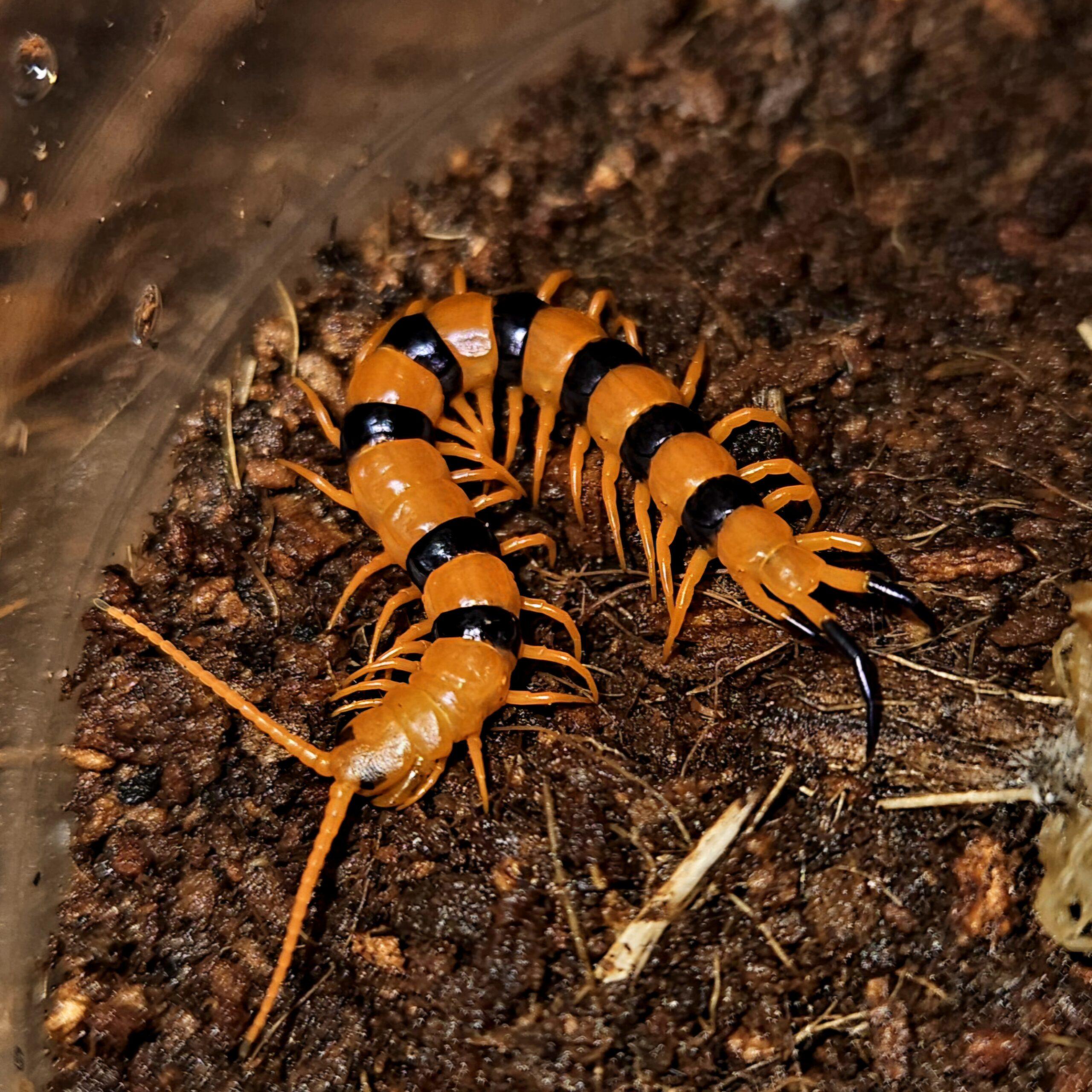 하드위키 판다아이 유체