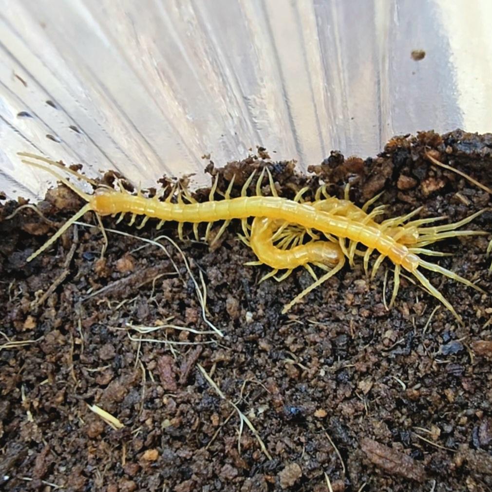 화이트 왕지네 유체