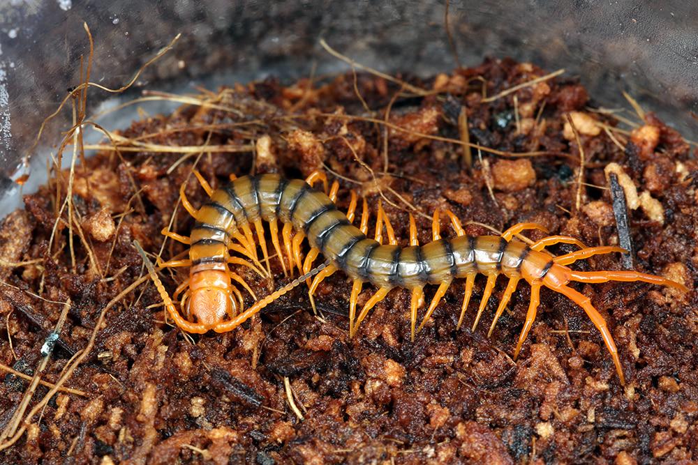 멀티던스 레드 차이나 유체