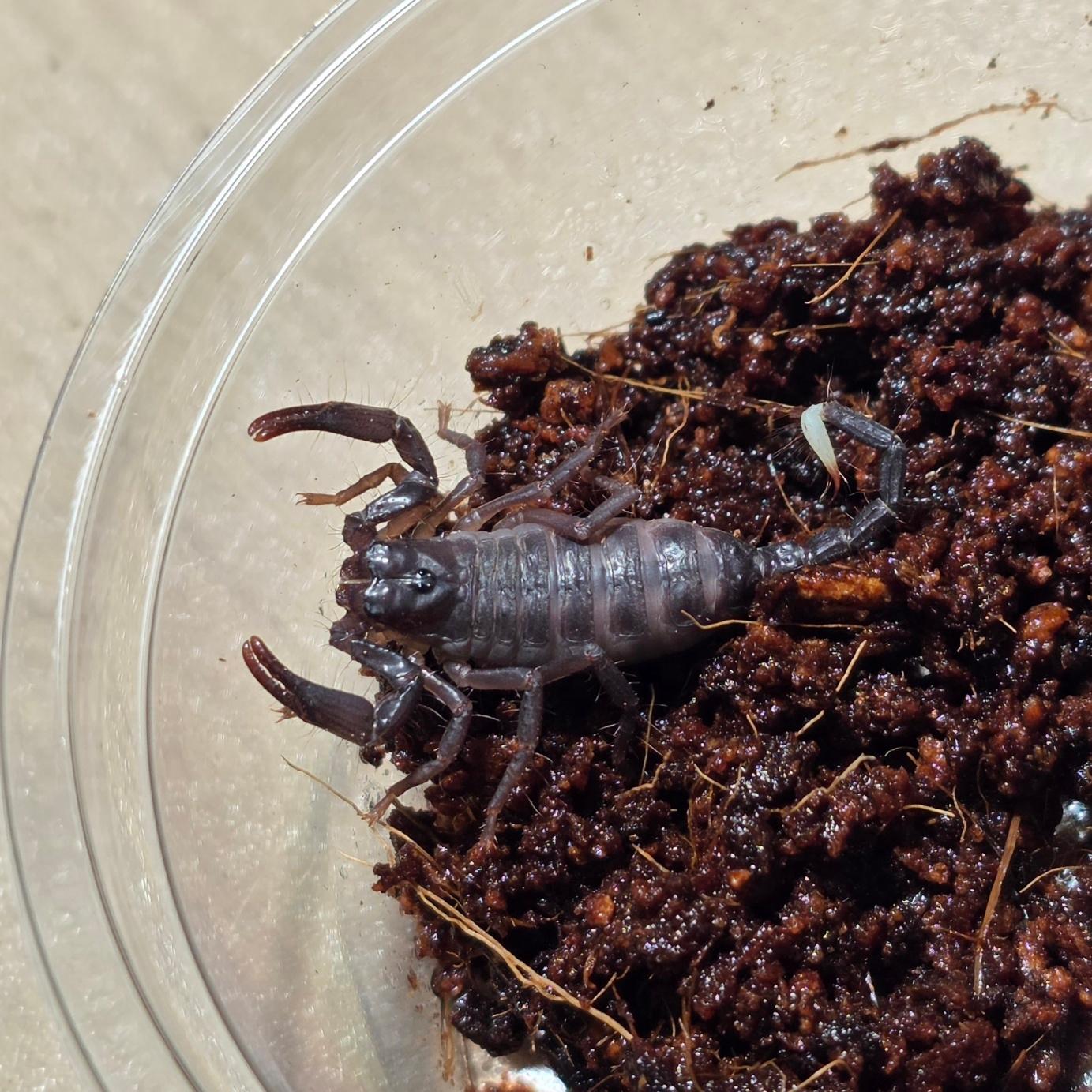 타이타니쿠스 유체