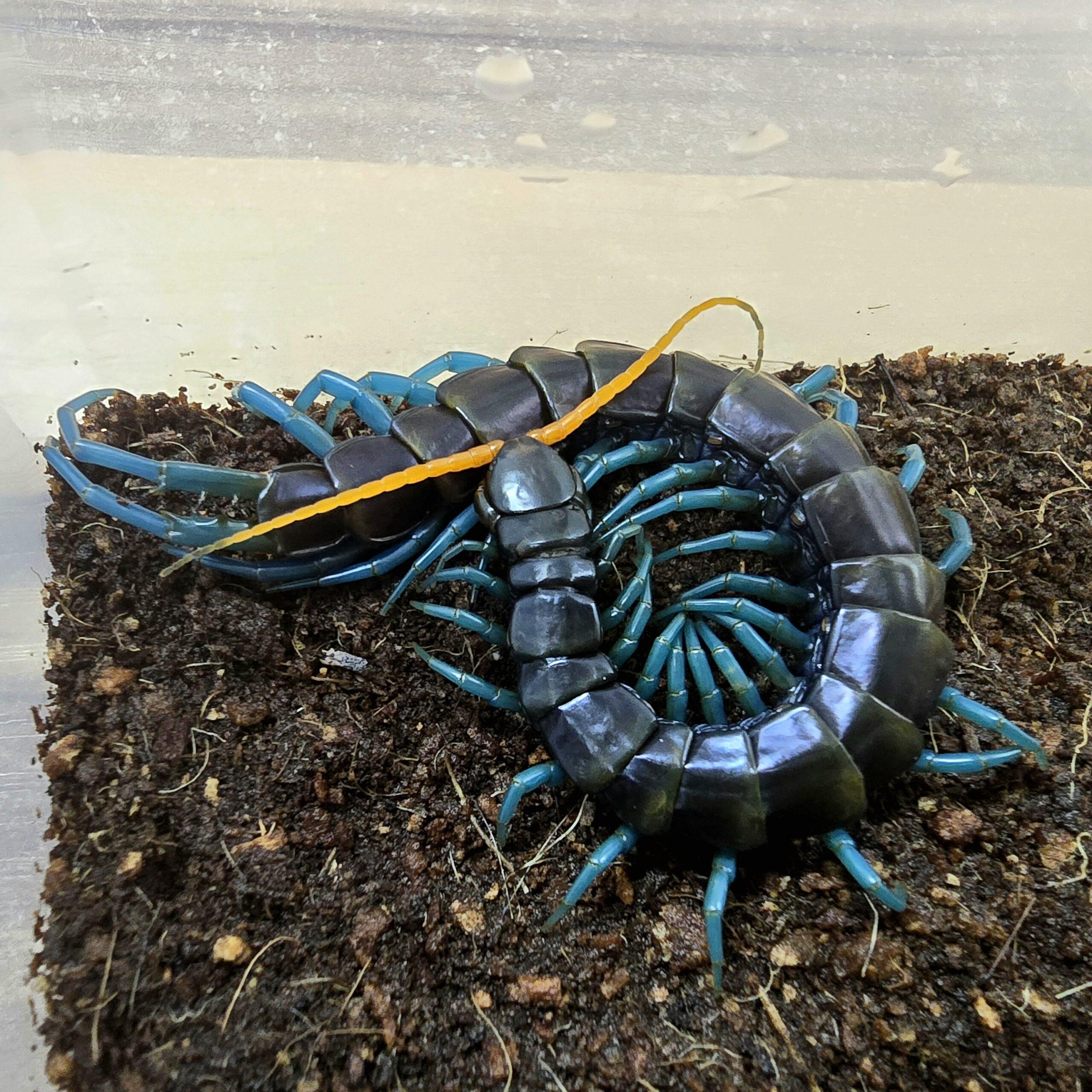 파라독사 사우스루존 아성체