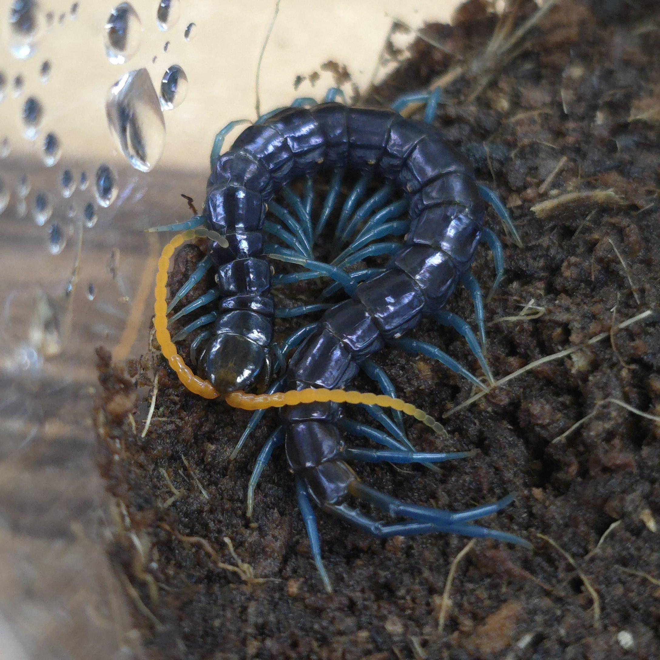 파라독사 사우스루존 유체