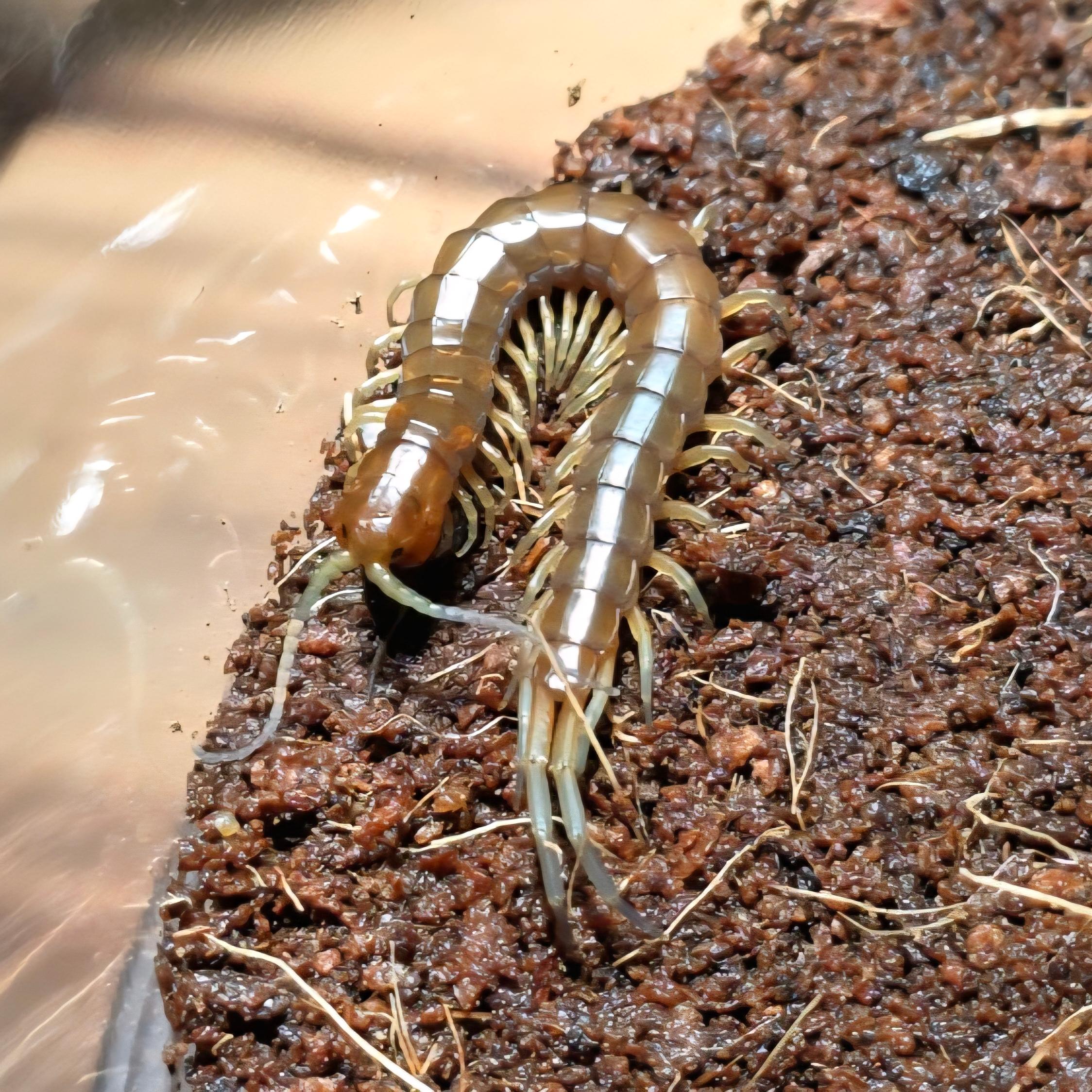 플로리다 키스 유체