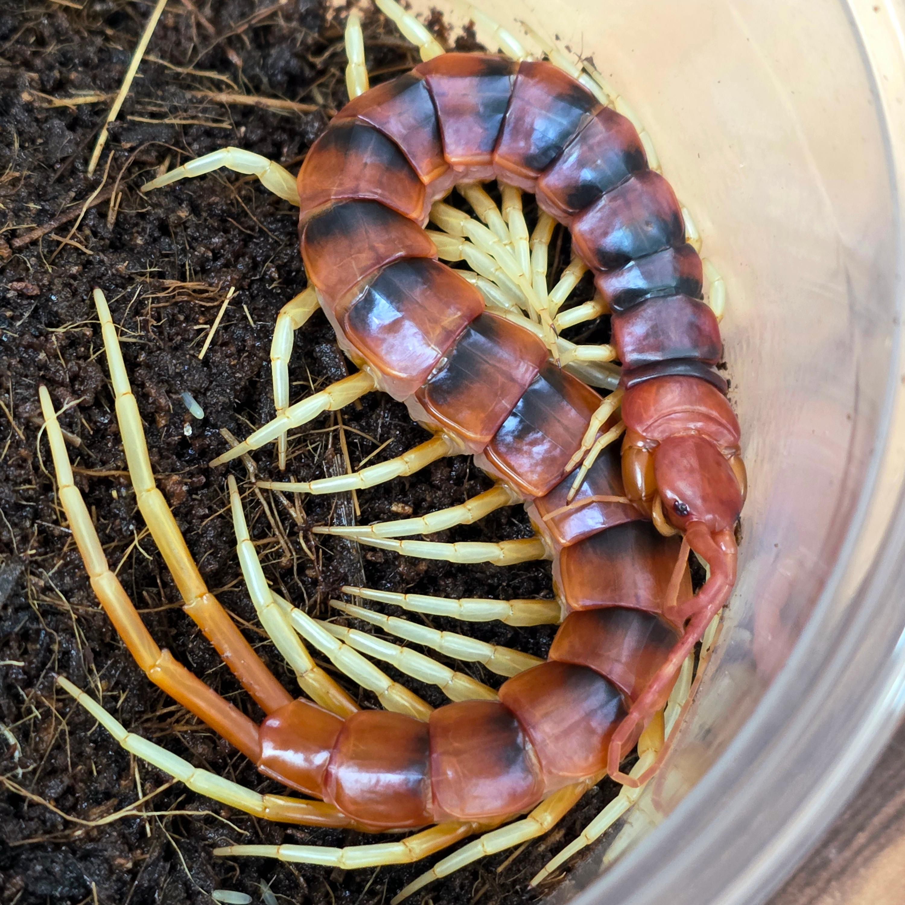 화이트렉 기간티아 유.아성체