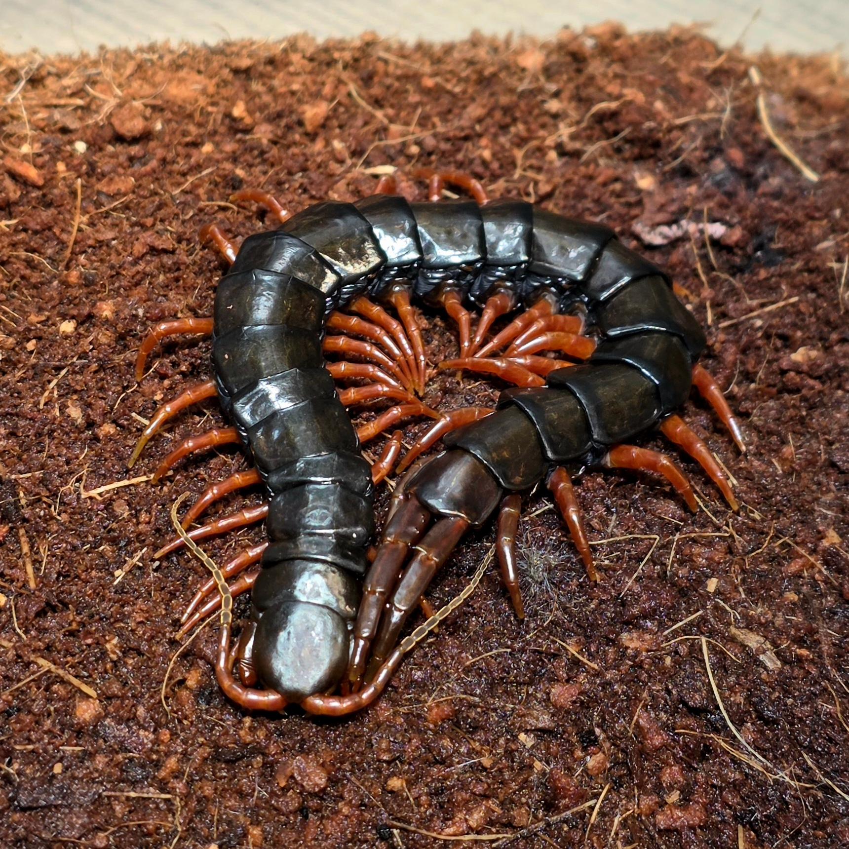 싱굴라타 러시아 오렌지렉 준성체