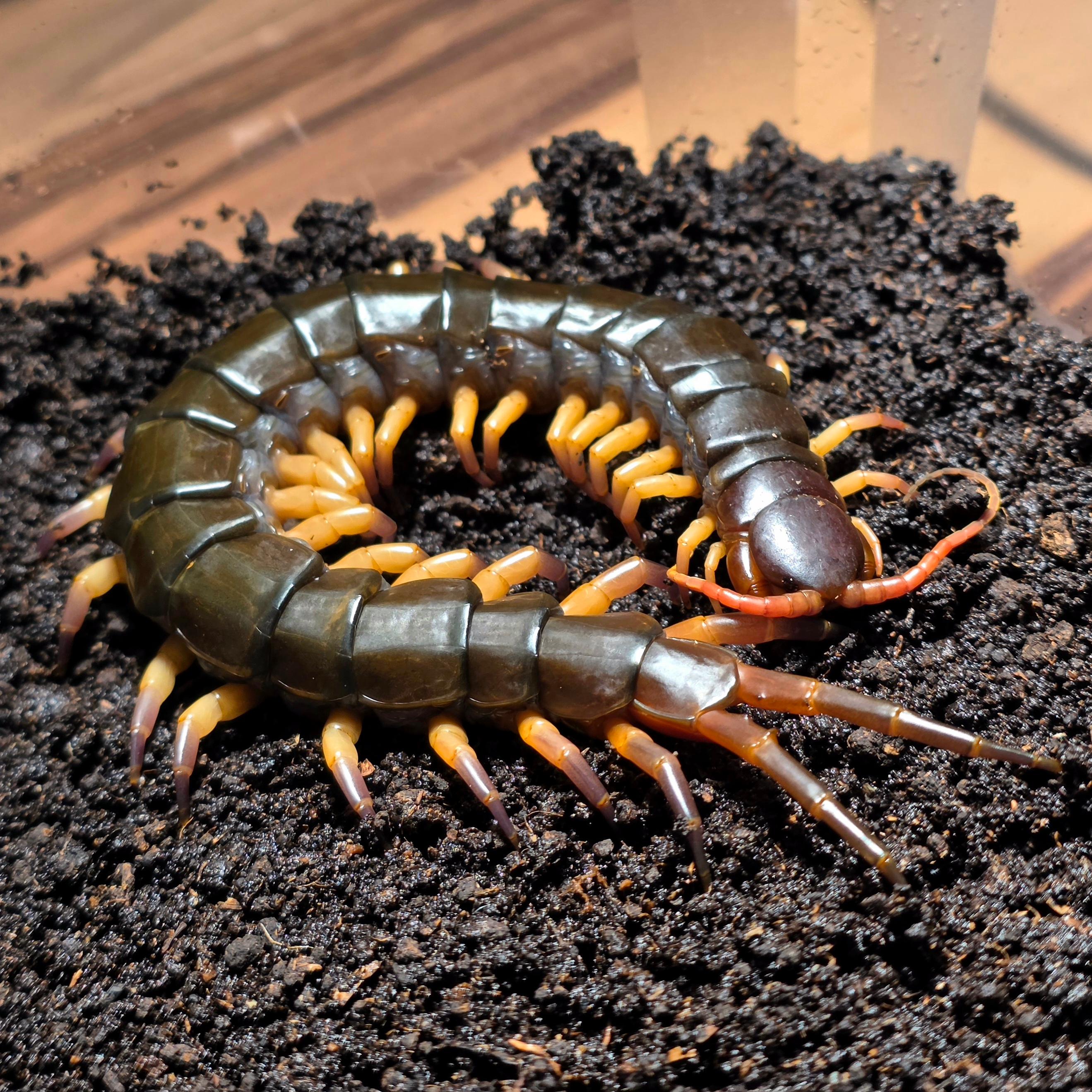 매홍손 블랙 플레임렉 준성체
