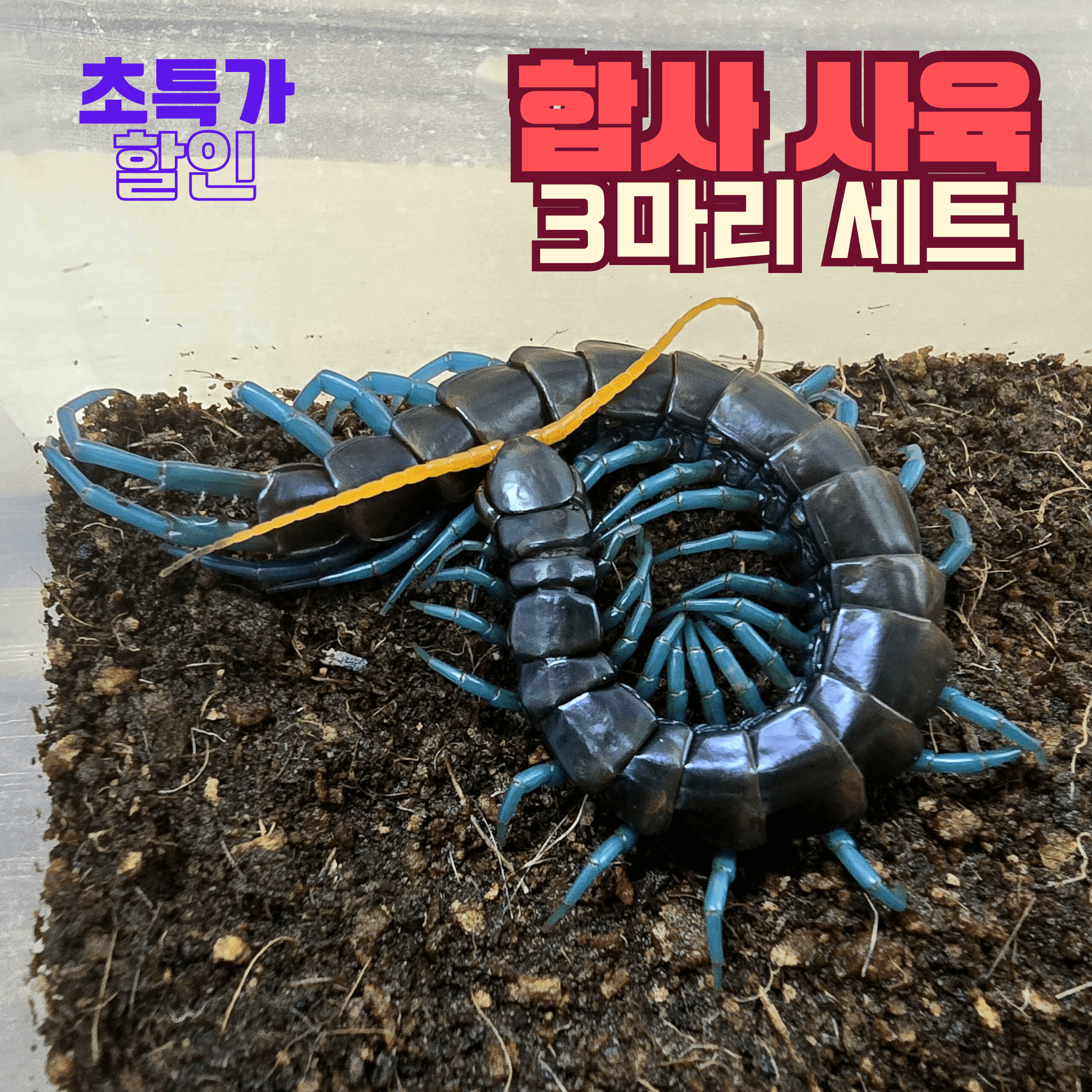파라독사 사우스루존 아성체 3마리