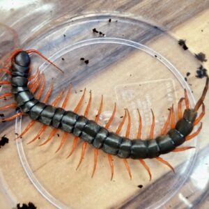 터미널렉 부절 복구 중