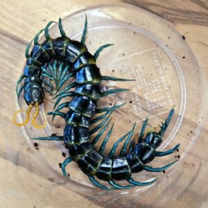 터미널렉 부절