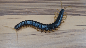 소화불량 증상