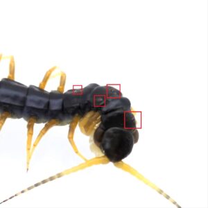 진드기가 붙은 개체