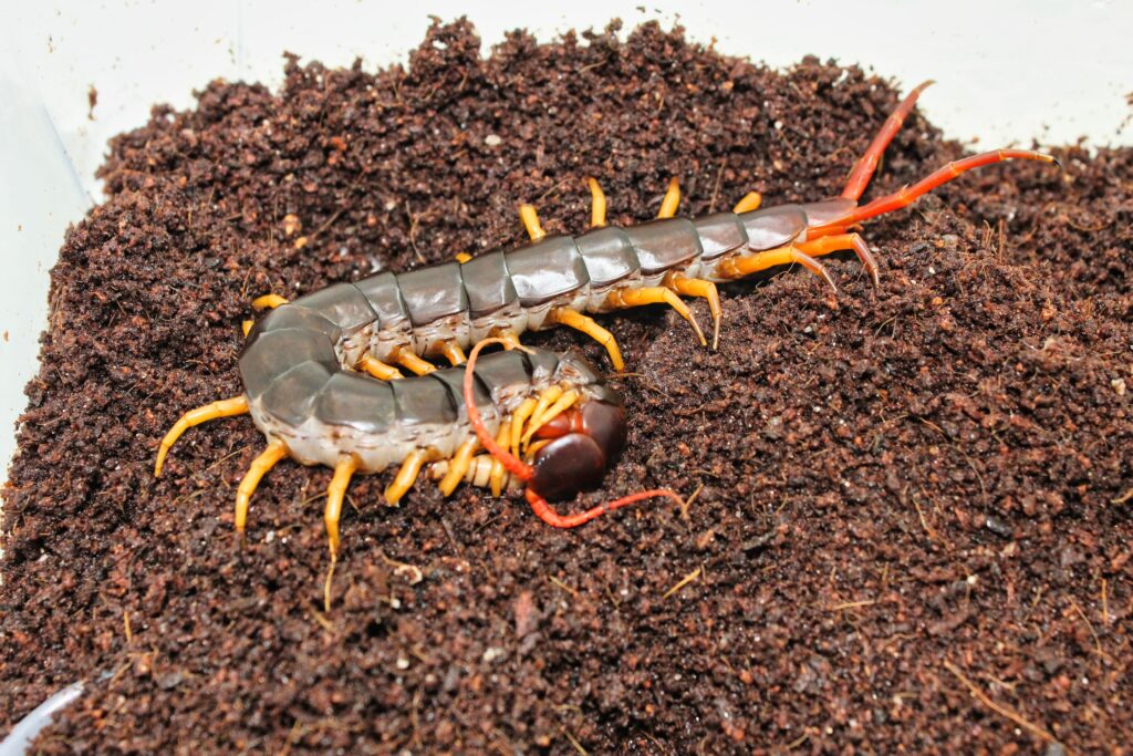 베자센 옐로우렉