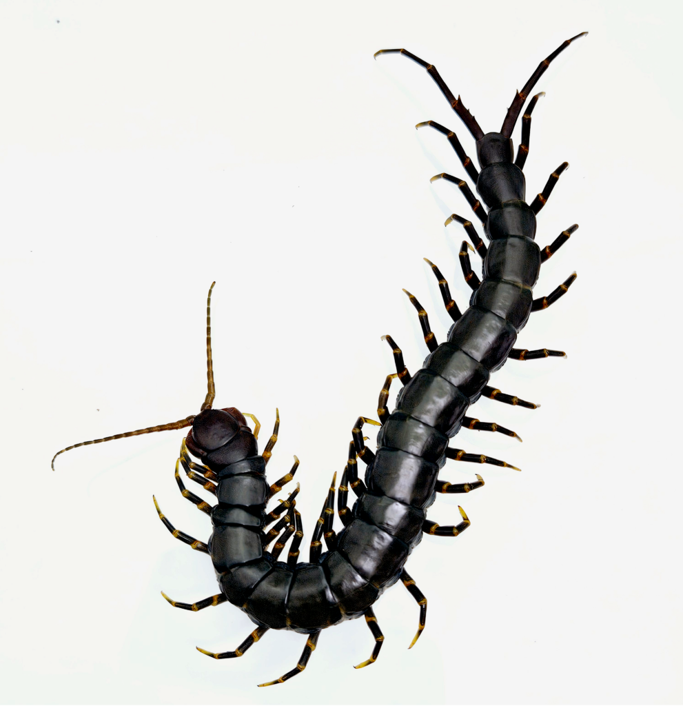 블랙타이거렉