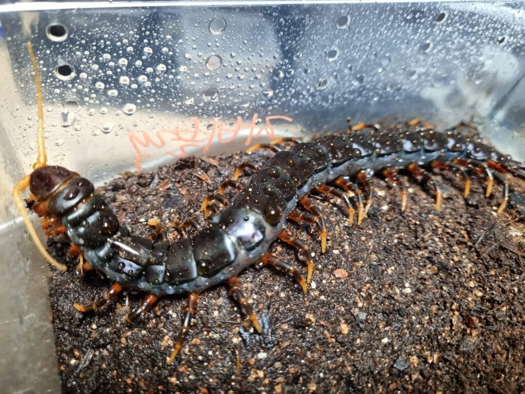 자바블랙