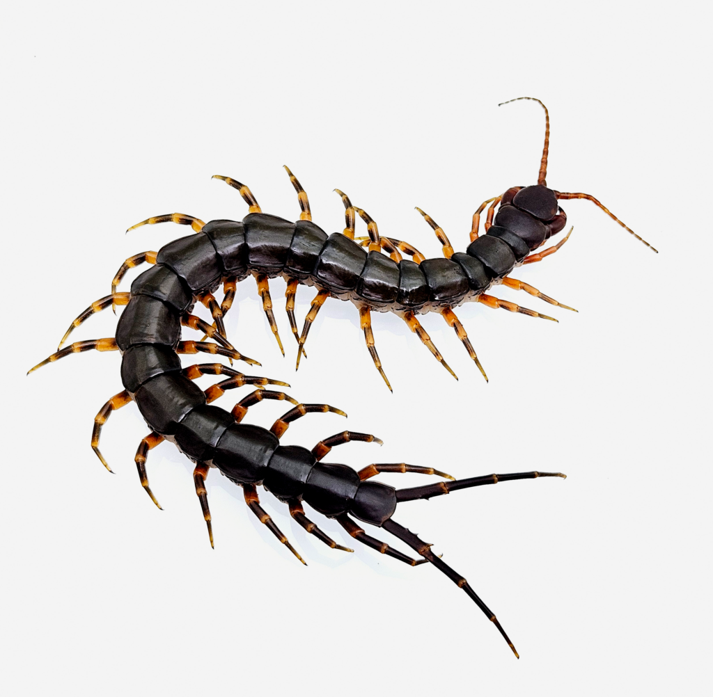 타이거렉