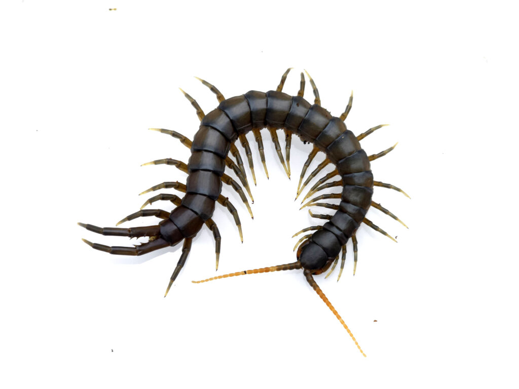 에스모 블랙파푸아