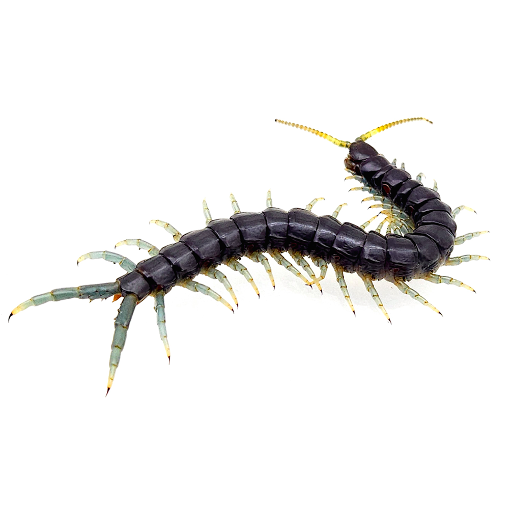 보르네오블루