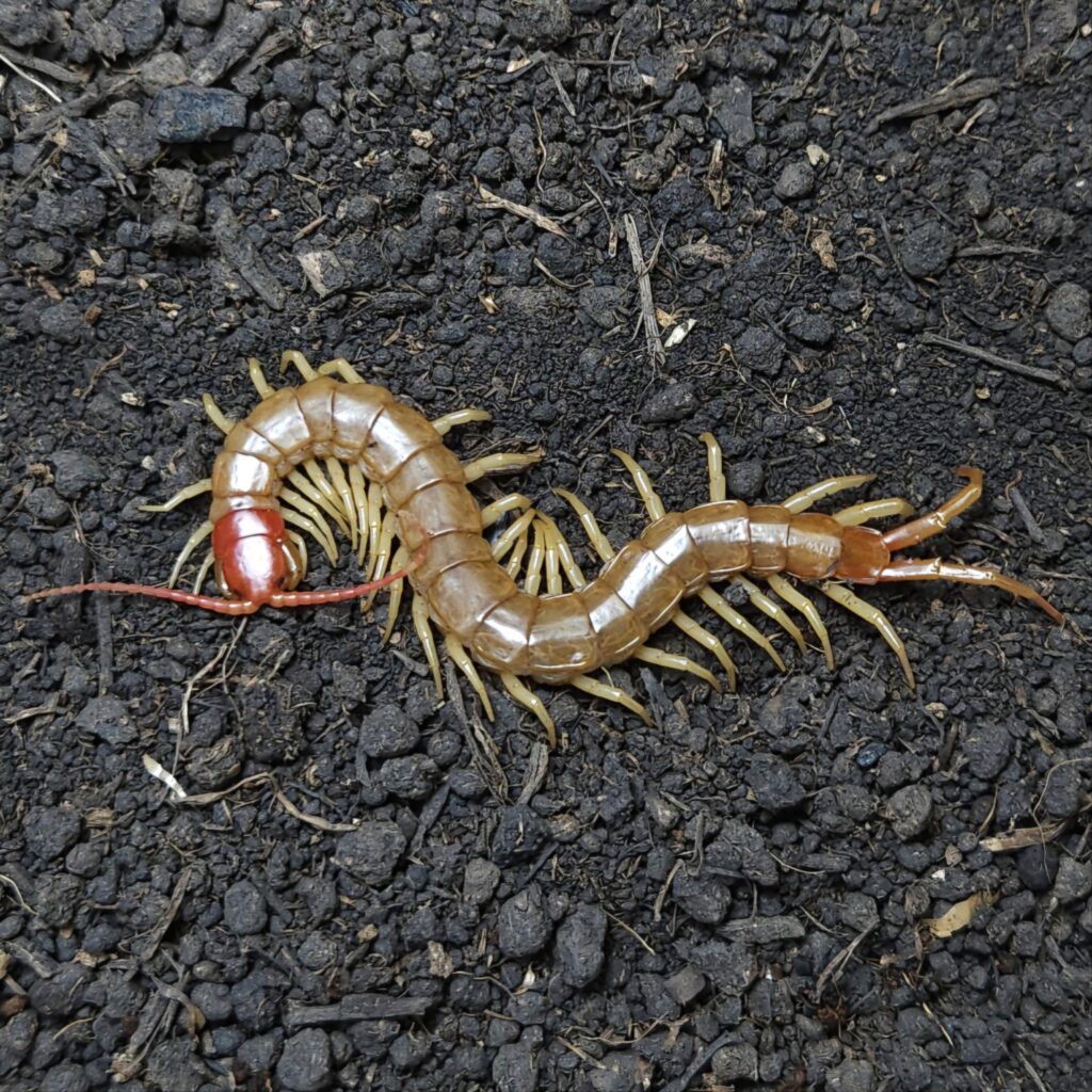 왕지네 알비노