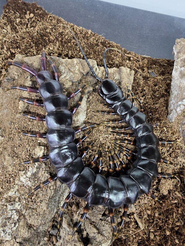 블랙기간티아