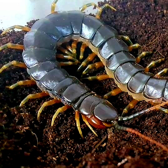 갈라파고엔시스