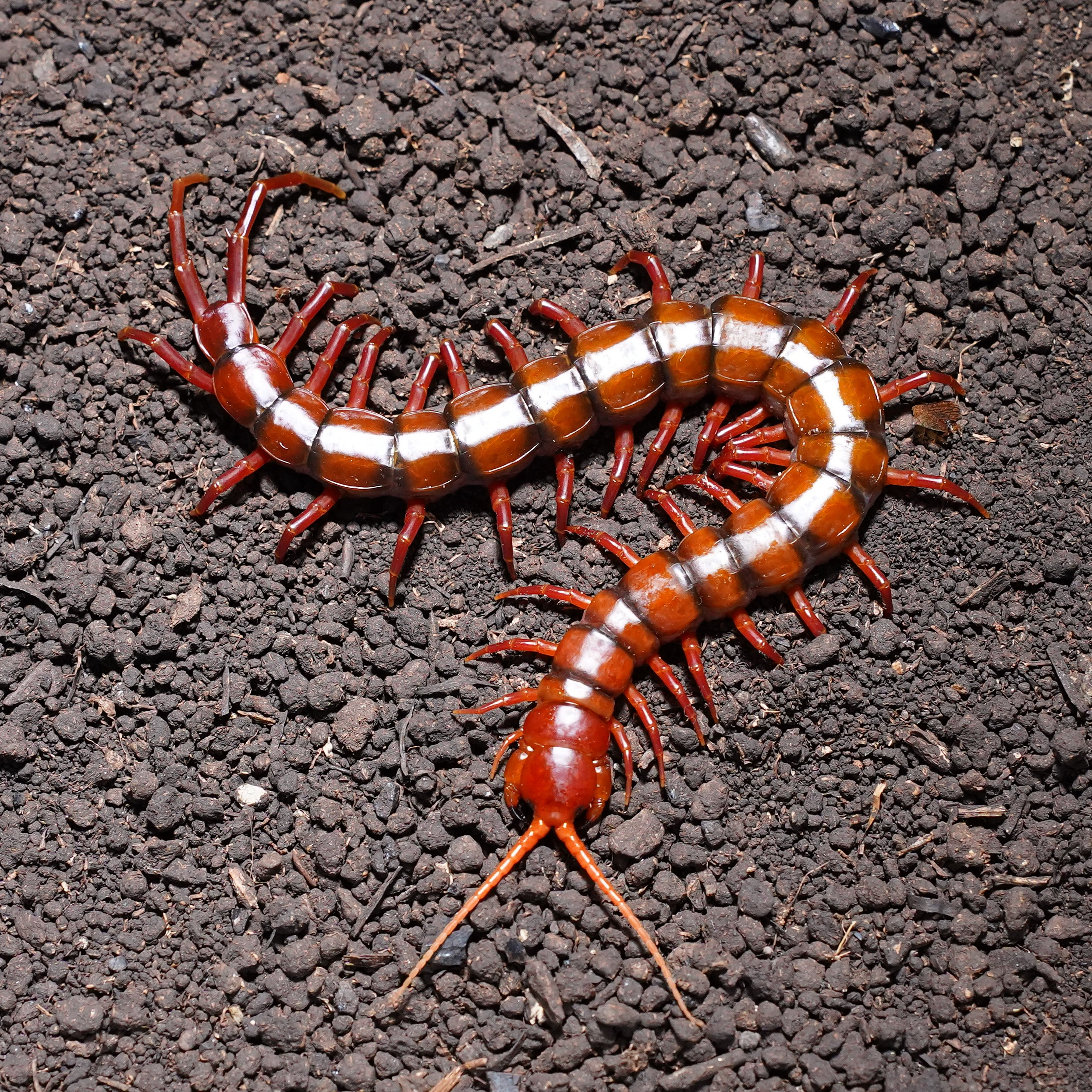 말레이시아 체리레드 준성체<br>Scolopendra dehaani “Cherry Red” Johor Baru(Malaysia)