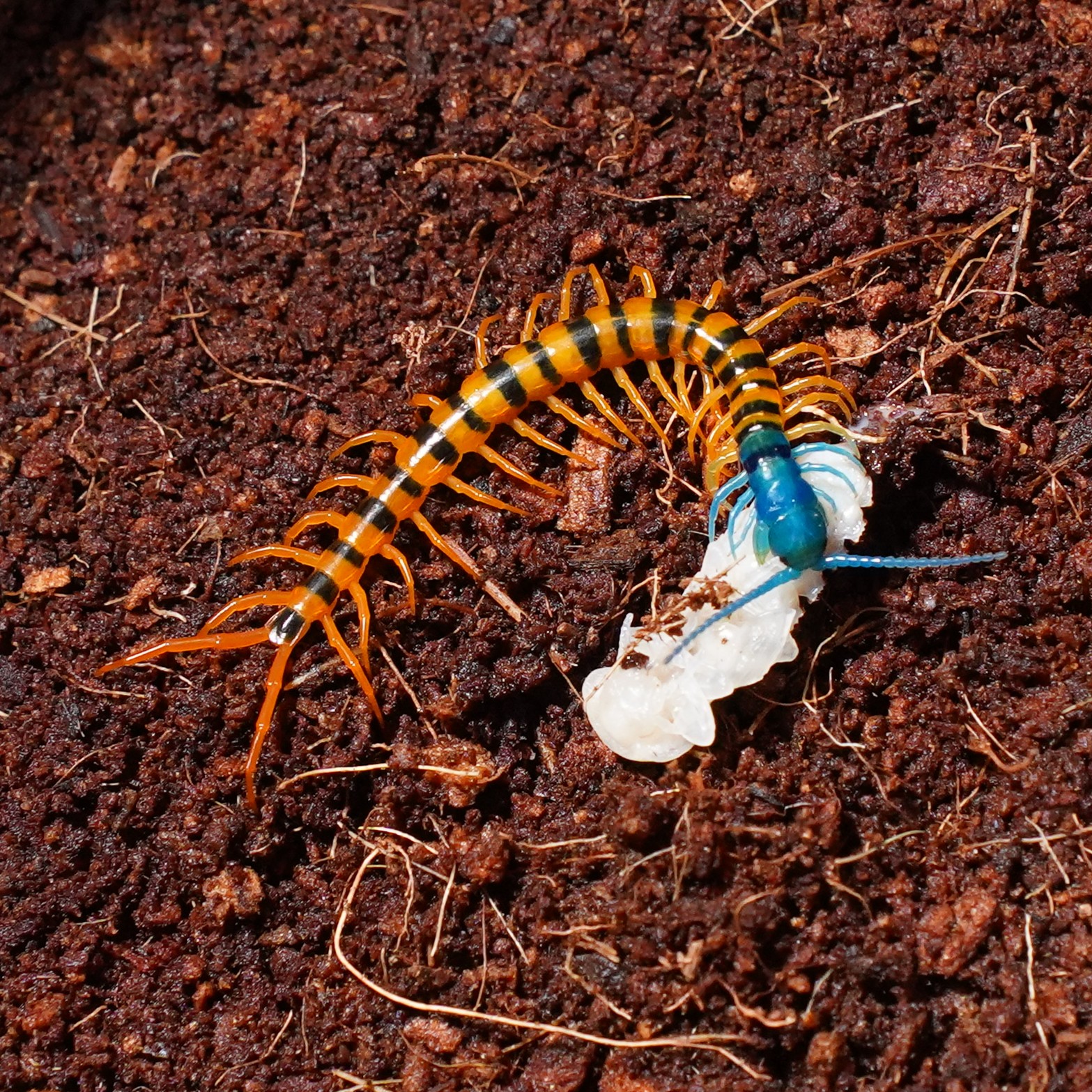 자바레드 유체<br>Scolopendra cf. dehenni “Java Red”
