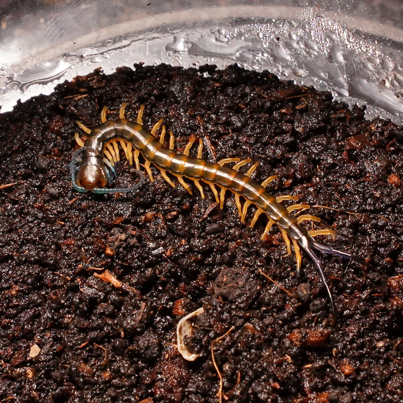 골드플레임 유체<br>Scolopendra sp. “Gold Flame”