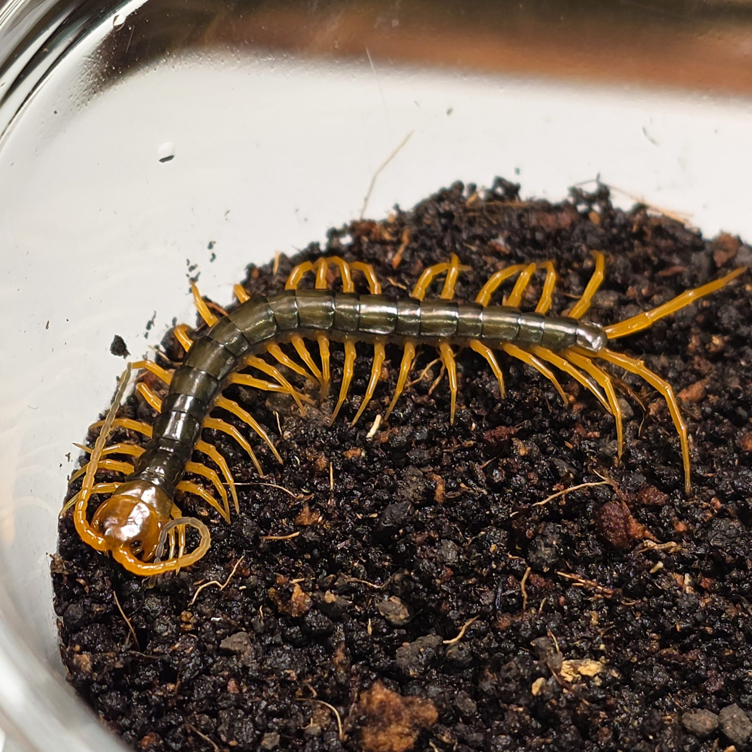 메라피 유체<br>Scolopendra cf. dehenni “Giant Merapi”