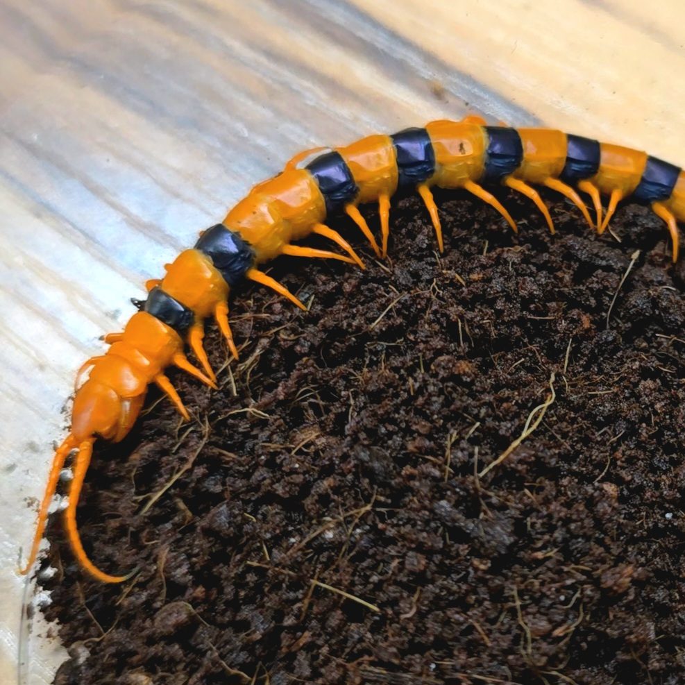 하드위키 아성체<br>Scolopendra hardwickei