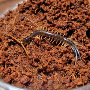 루존골드 유체<br>Ethmostigmus sp. "Gold" Luzon