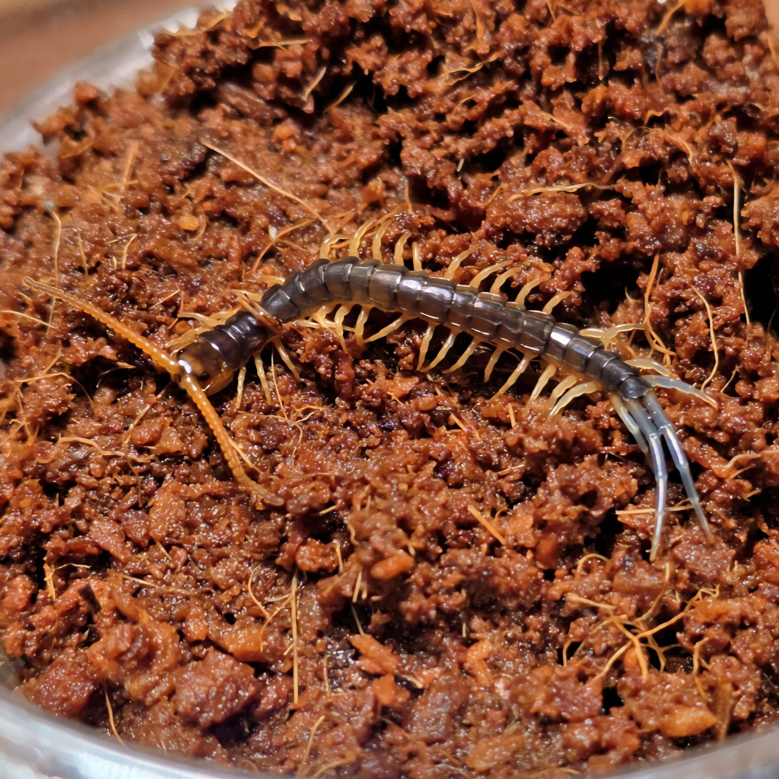 루존골드 유체<br>Ethmostigmus sp. “Gold” Luzon