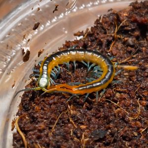 세레베스 레드 레드팁 유체<br>Scolopendra sp. "Celebes Red"