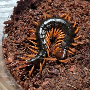 차이니즈 자이언트 센티페드(광시) 유체<br>Scolopendra dehaani "China Guangxi"