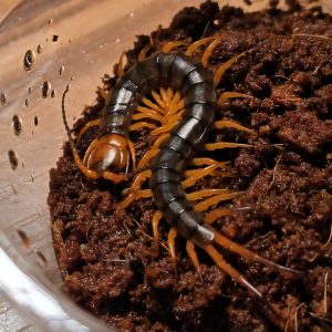 차이니즈 자이언트 센티페드(하이난) 유체<br>Scolopendra dehaani "China Hainan"