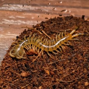 케냐 블루렉 유체<br> Ethmostigmus trigonopodus "Blue Leg" Kenya